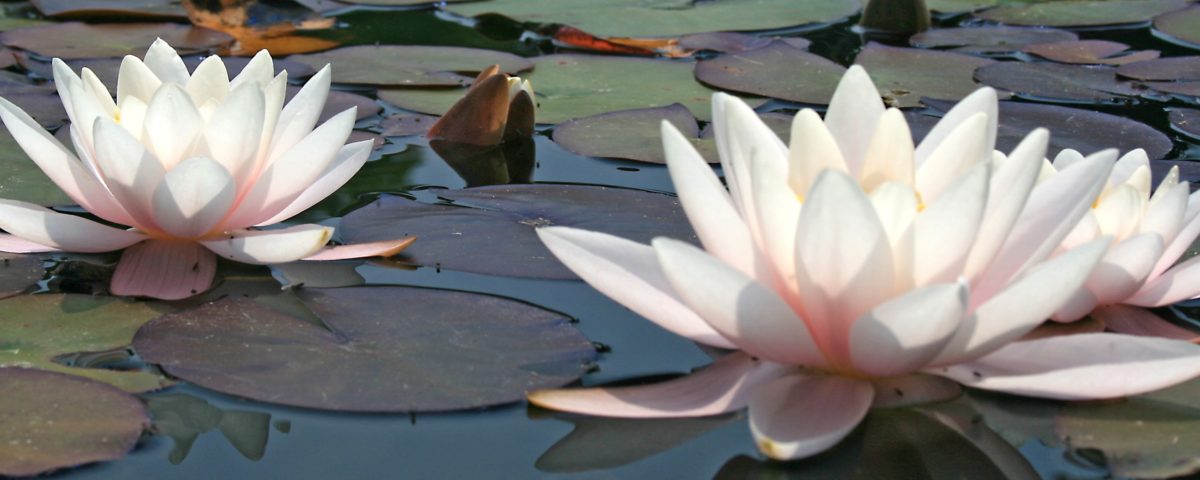 The Lotus Spa Salon